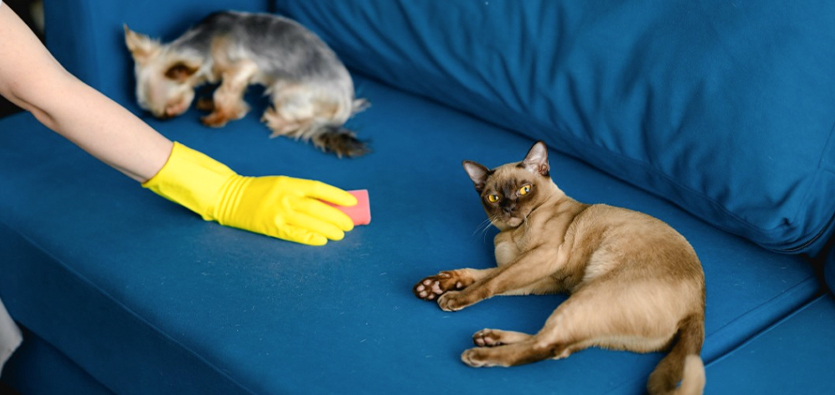 Which Cleaning Chemicals Are Dangerous For Use Around Pets?